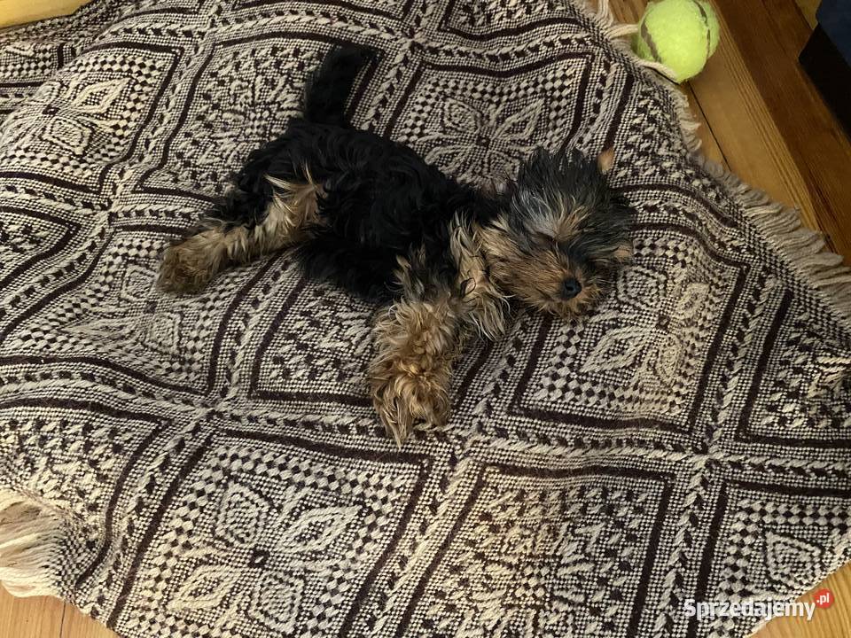 York miniaturka York lubelskie