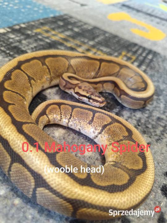 Pytony Królewskie młode i dorosłe Pruszków