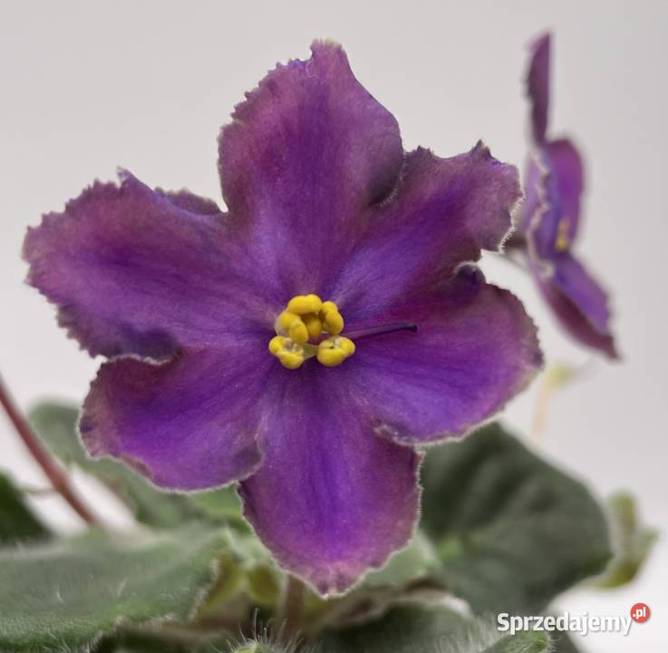 Fiołek afrykański kwitnąca sadzonka Jędrzejów sprzedam