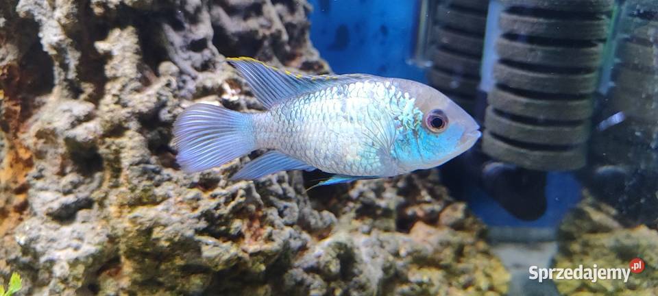 Pielęgnica akara Electric Blue Pozostałe