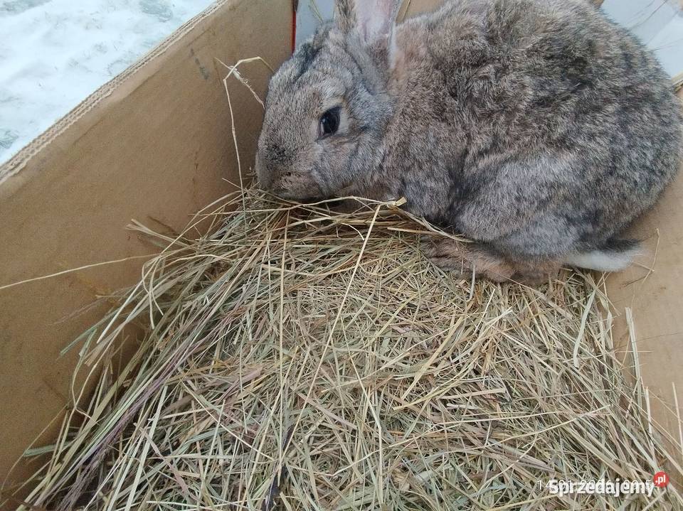 Samiec gotowy do krycia Szubin