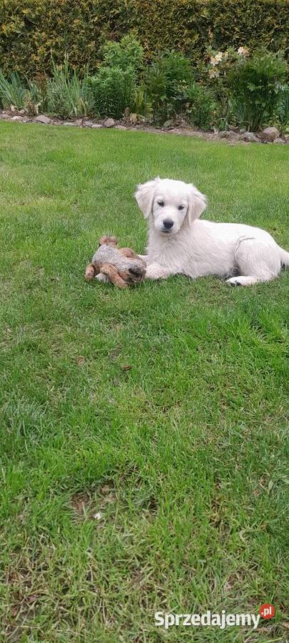 Złoty Golden retriever szczeniak Rzeszów