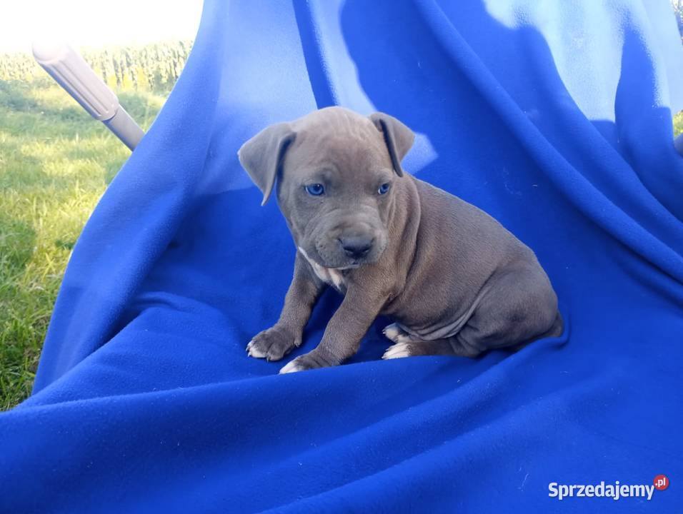 Amstaff PIES american staffordshire terrier Zamek Bierzgłowski
