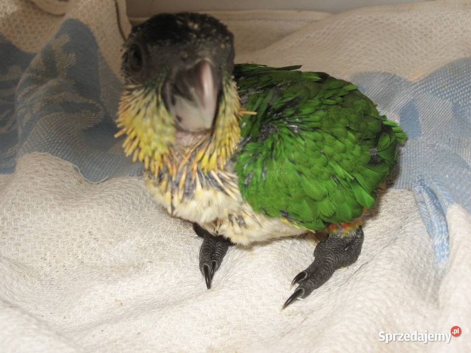 Barwinka ręcznie karmiona Samiczka Mikołów