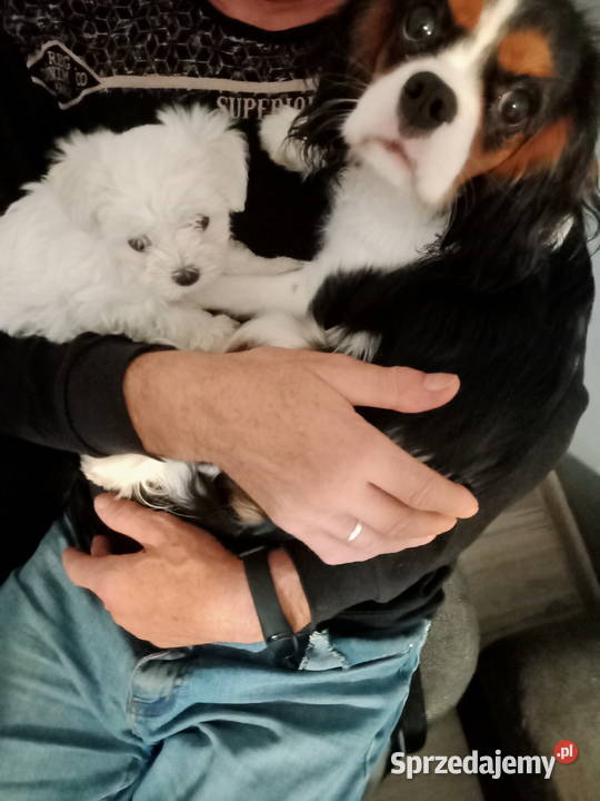 Maltańczyk z rodowodem Będzin