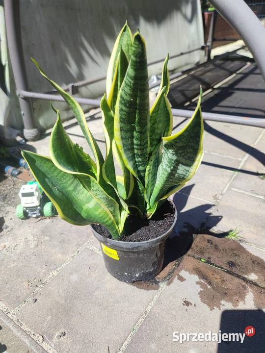 Sanseveria Języki teściowej śląskie Mysłowice