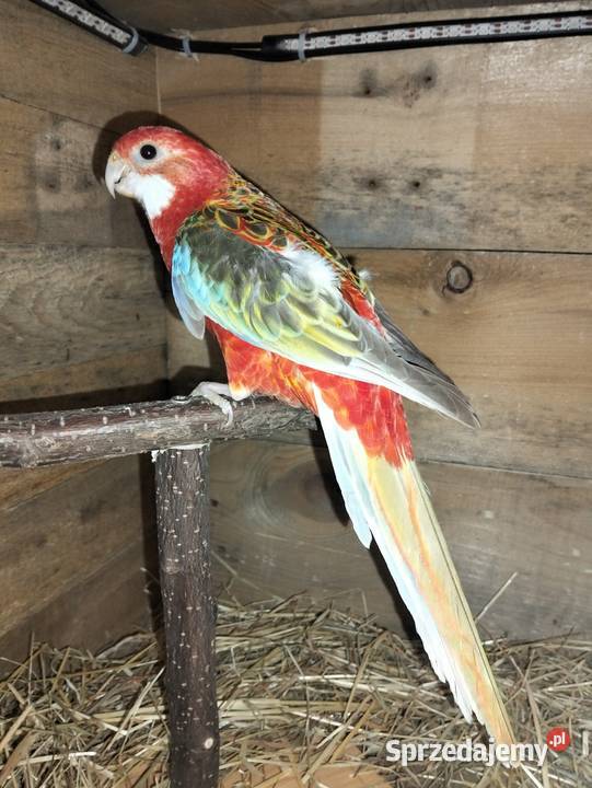 Rozlelle białolice Barcin