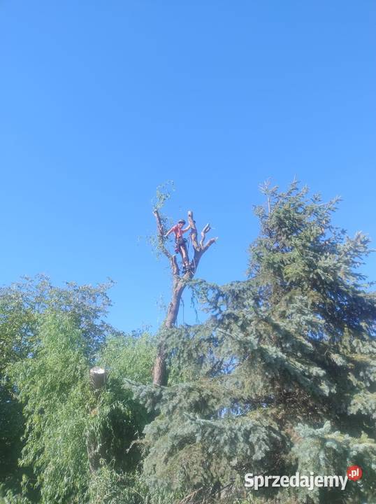 Wycinka drzew Wrocław Kosz Alpinista