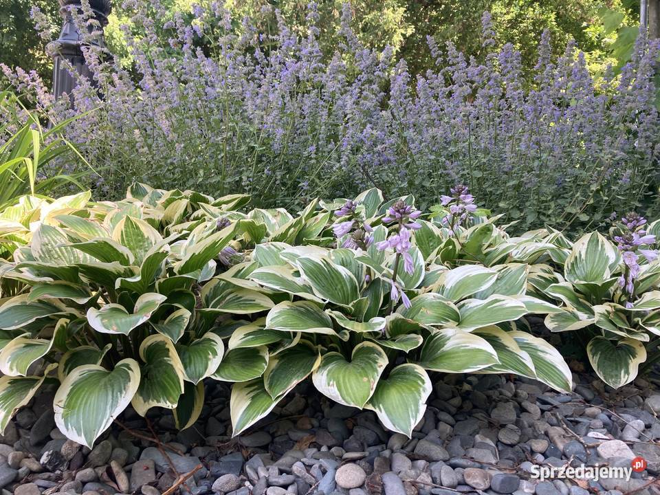 Hosta funkia zielono biała