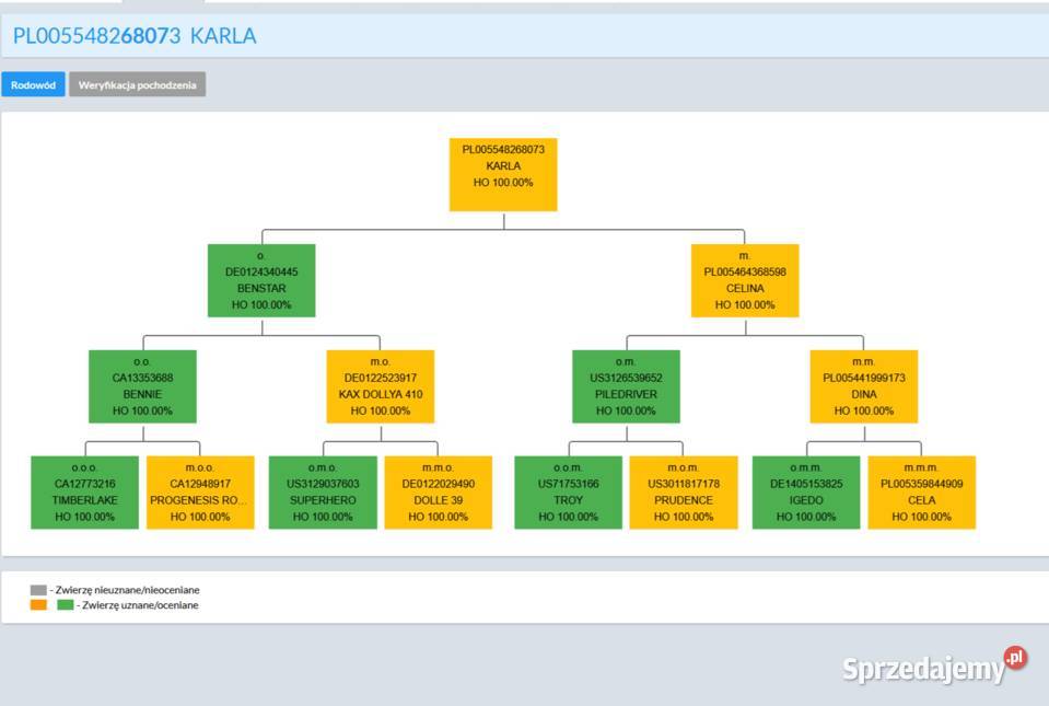 jałówki wysokocielne Pępowo