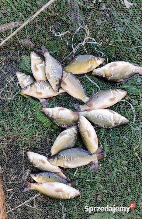 narybek karpia sprzedam Kraśnik