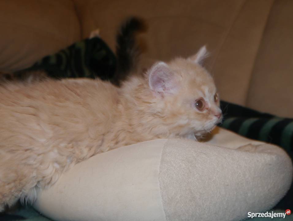 Kocurek rasy selkirk rex Kłodzko sprzedam