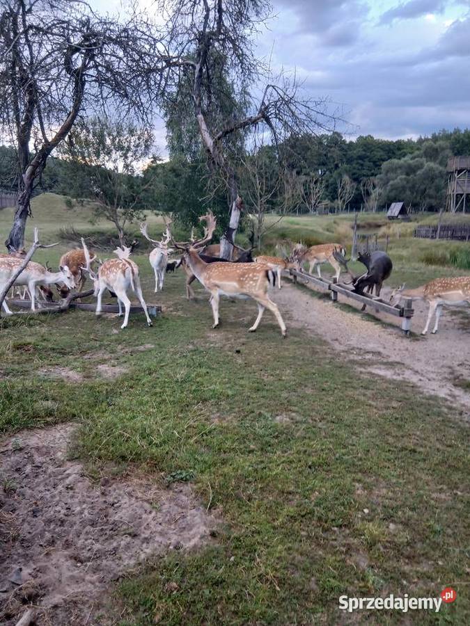 Daniele z hodowli sprzedam Pozostałe Kalisz Pomorski
