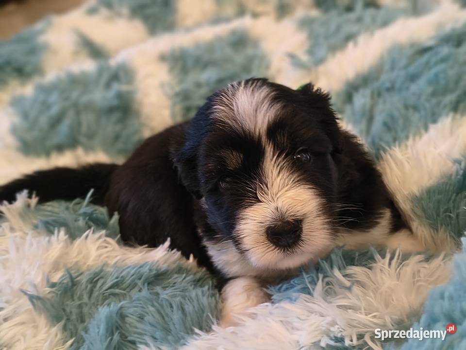 Bearded collie szczeniaki FCI Stargard