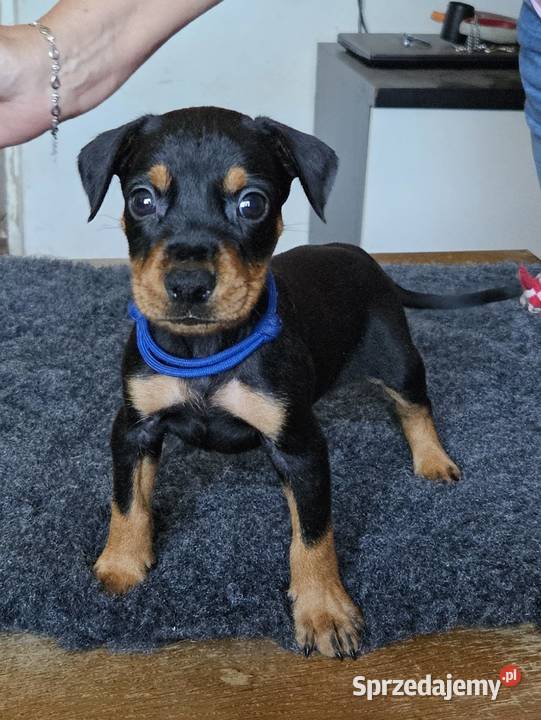 Pinczer średni szczenięta rodowodowe Konin