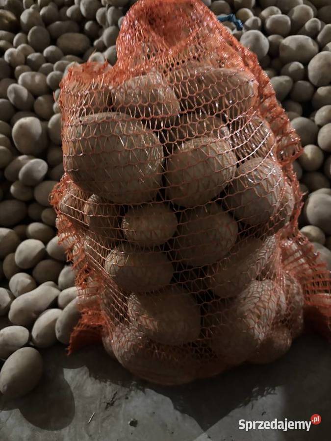 Świeże ziemniaki Opalenica sprzedam
