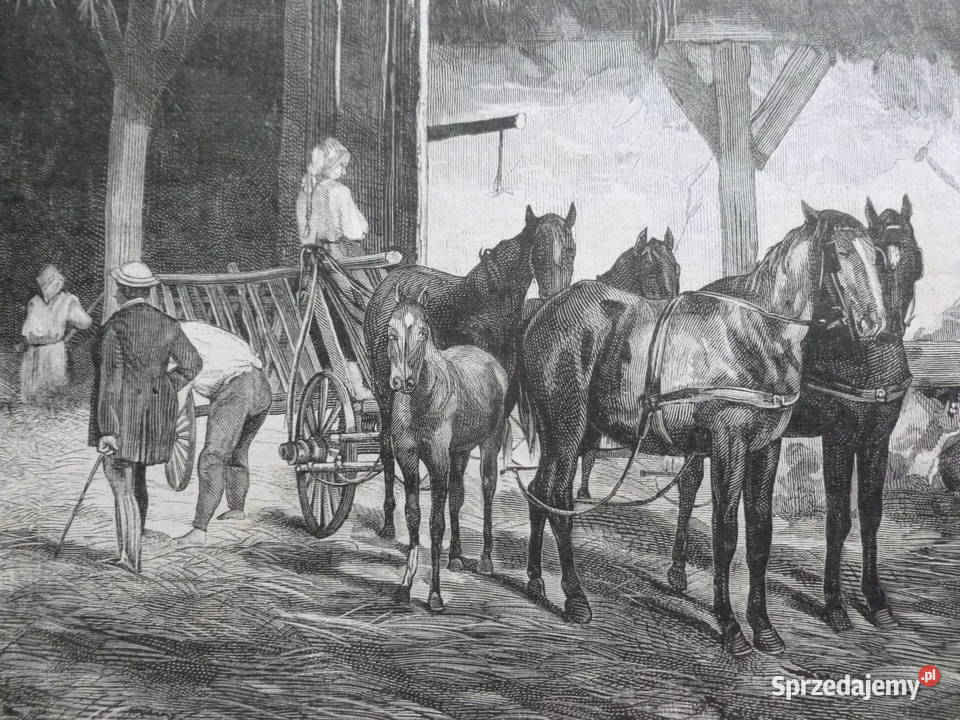 A Kowalski Drzeworyt sztorcowy Kłosy 1875 r Pozostałe Mława