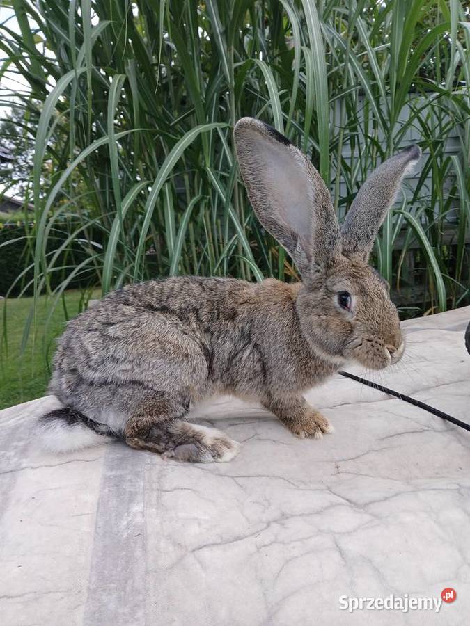 Samiec Rasy Belg Olbrzym Kamień