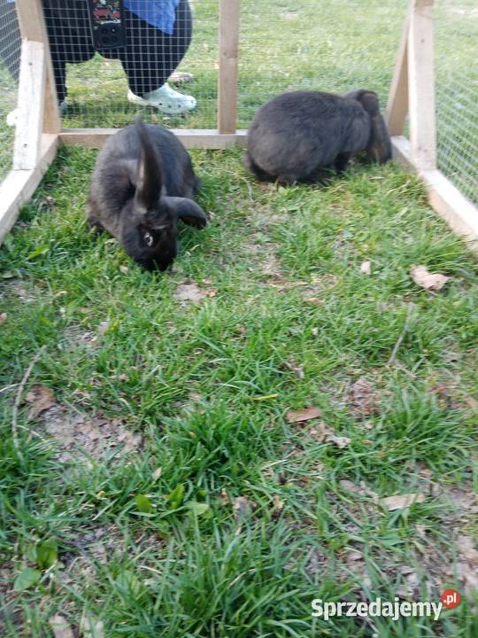 Króliki Kiełczewice Maryjskie