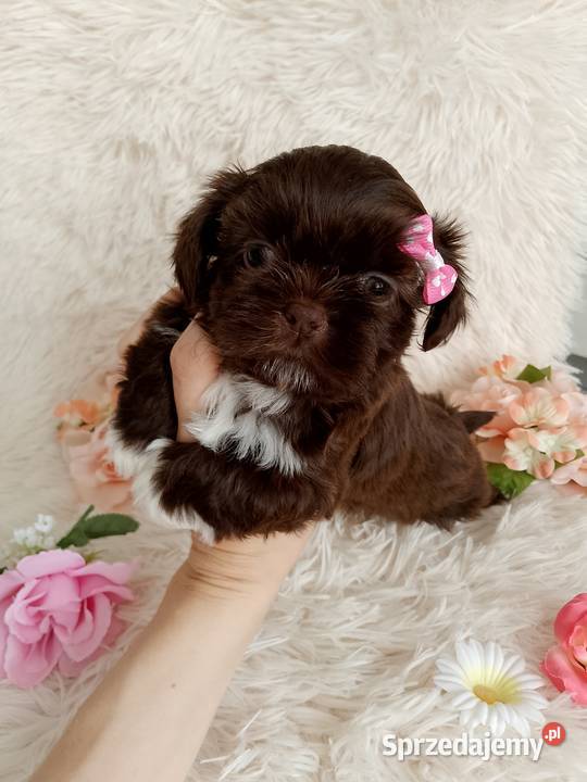 Czekoladowa suczka rasy ShihTzu opolskie Namysłów