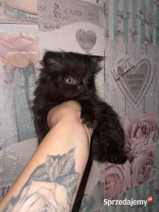 Kocurek perski czarny z rodowodem Gliwice sprzedam