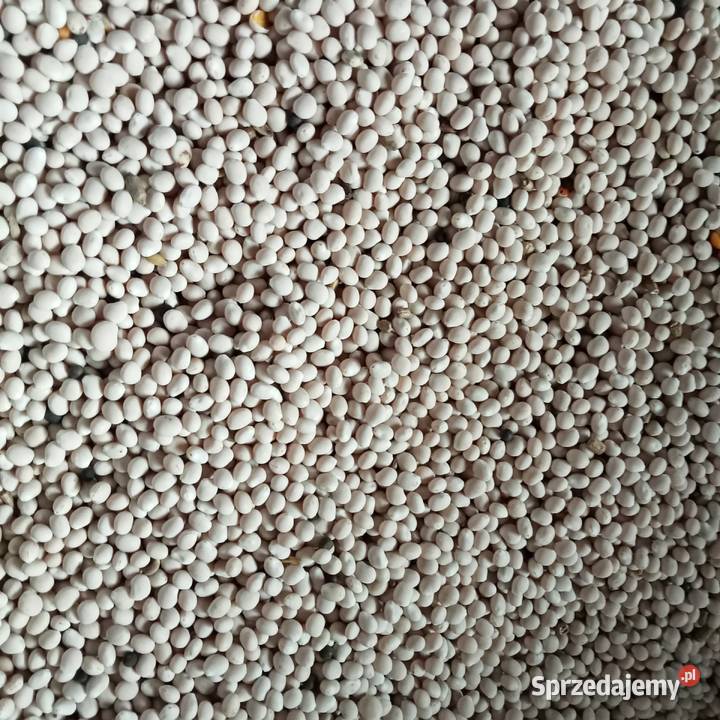 łubin wąskolistny Poręba