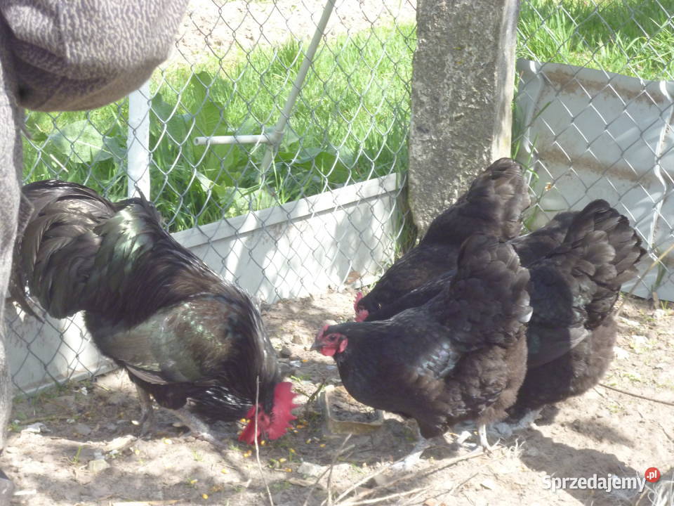 Jaja lęgowe araukan Gniewoszów