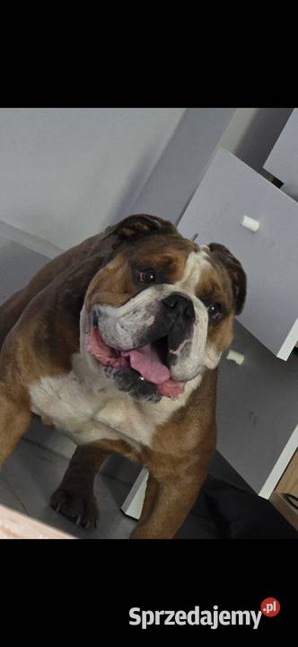 Buldog angielskiego Gliwice
