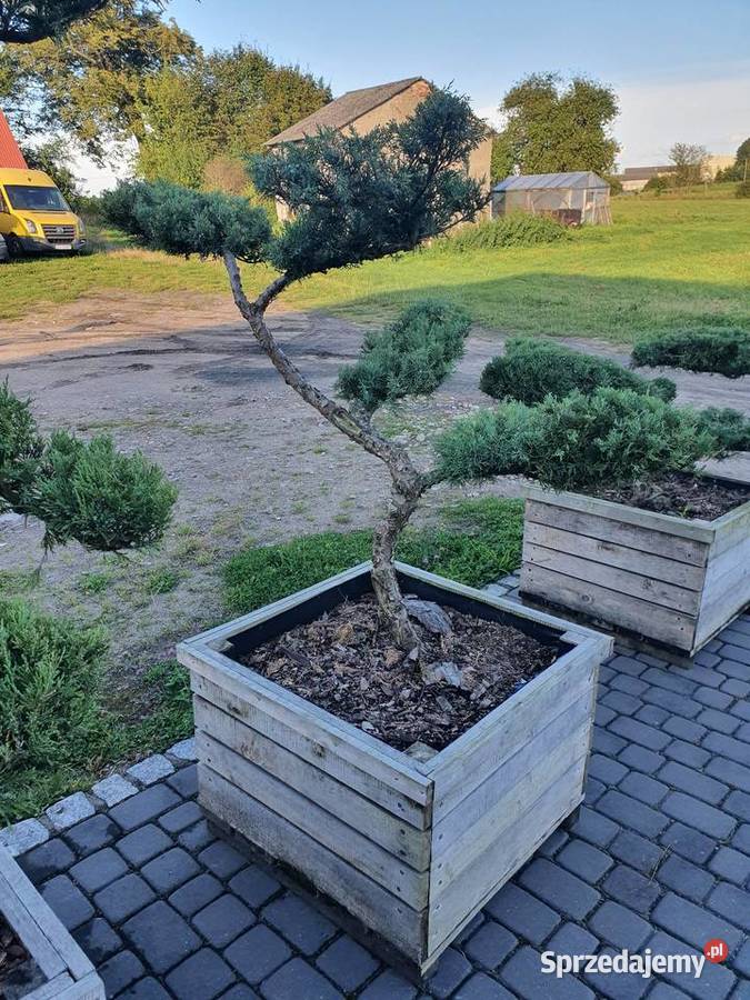 TANIO bonsai jałowiec formowany juniperus pomorskie Łebno