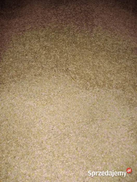 Pszenica i Pszenżyto ozime 2025 Staniszewskie