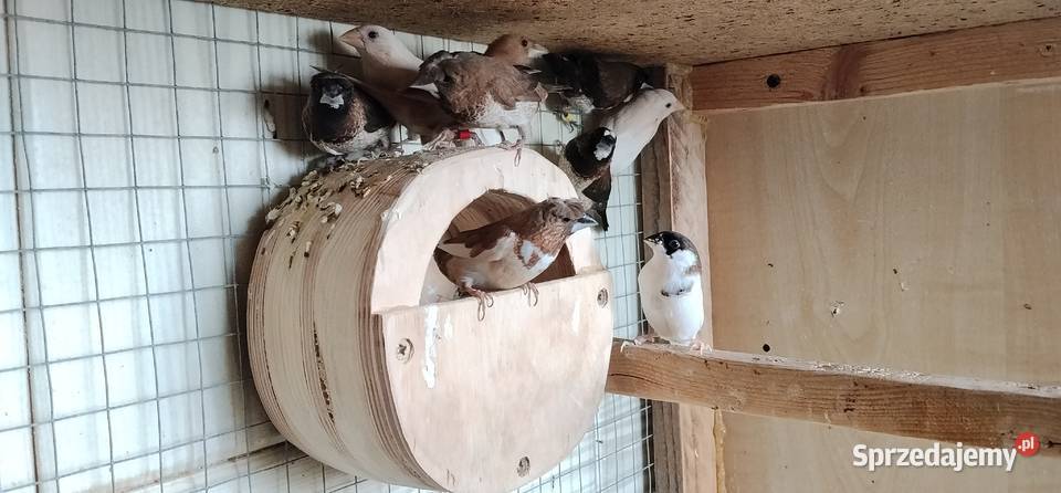 Mewki japońskie 2025 Ptaki Pruchna