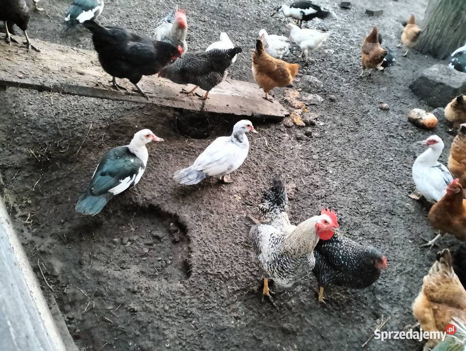 Sprzedam kaczory małopolskie Czechy