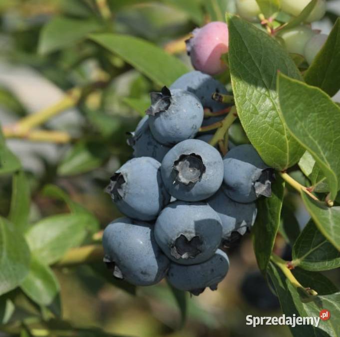 Borówka amerykańska słodka Knurów