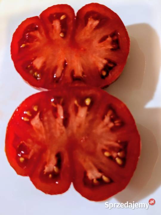 Rosyjski pomidor odporny na zz i przymrozki z Kraków