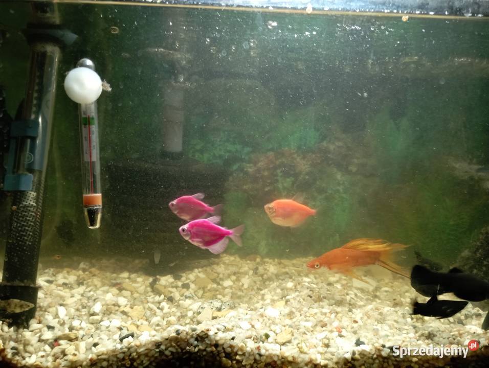 Sprzedam akwarium 50l rybki Kutno
