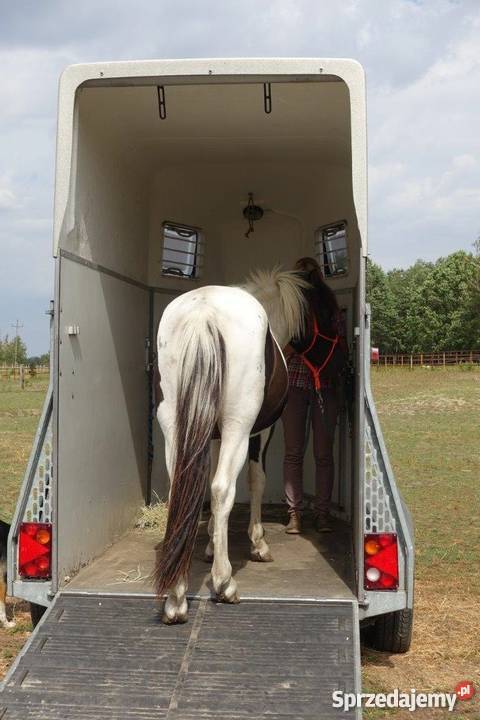 srokaty hucuł wielkopolskie Młodzianów