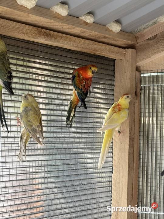 Papugi Świergotki małopolskie Nowy Sącz
