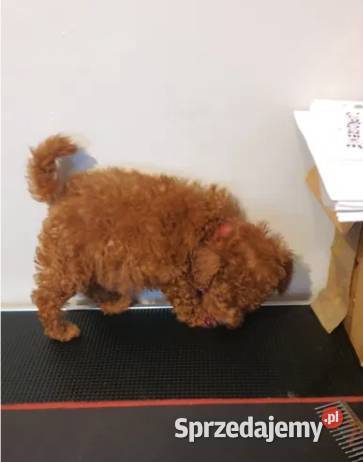 Pudel Toypudelek red śliczna suczka Częstochowa