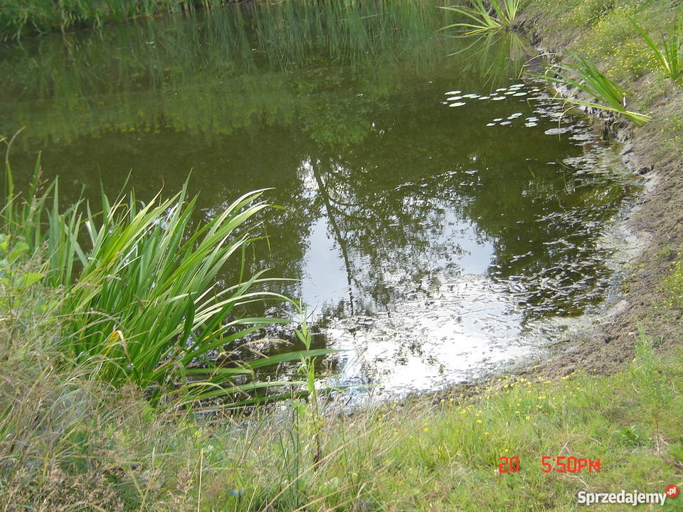 Działka rolnobudowlana 216 ha Młodzieszyn Młodzieszyn