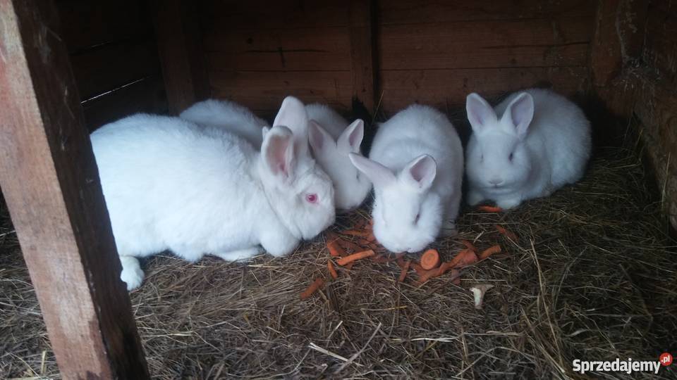 Kroliki Nowozelandzki Bialy i Baran
