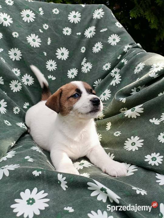 Wzorcowe Jack Russell terrier rodzice rodowód