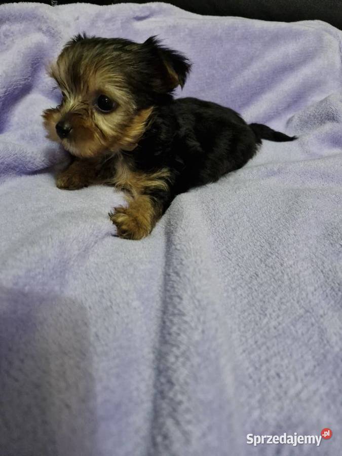 Yorkshire terrier Morąg