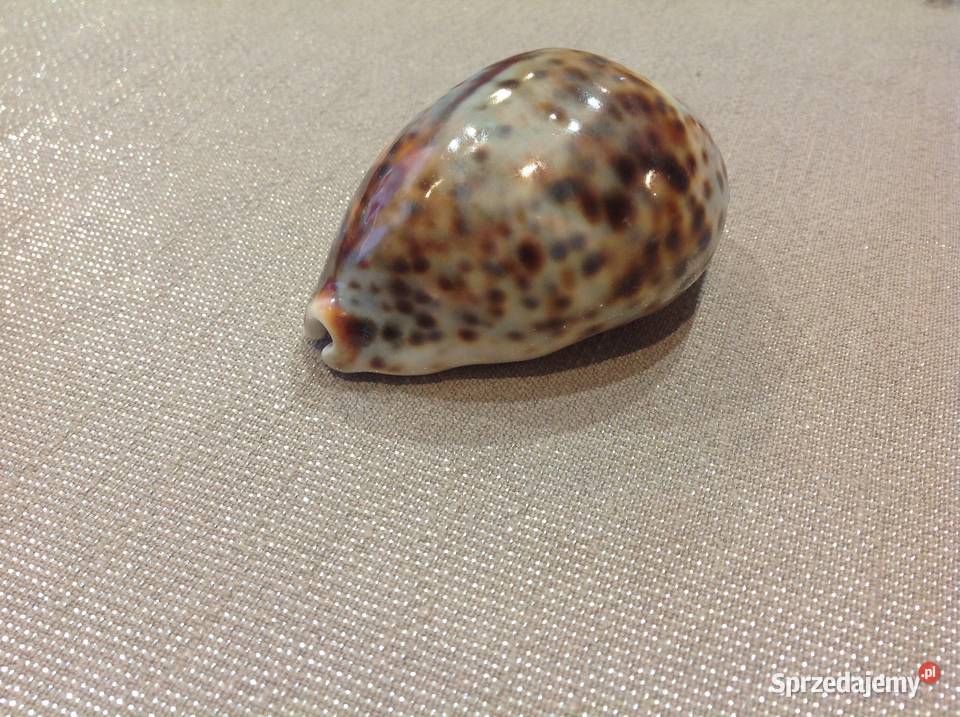 Muszla z Mauritiusa Dekoracja Nowa Sól sprzedam