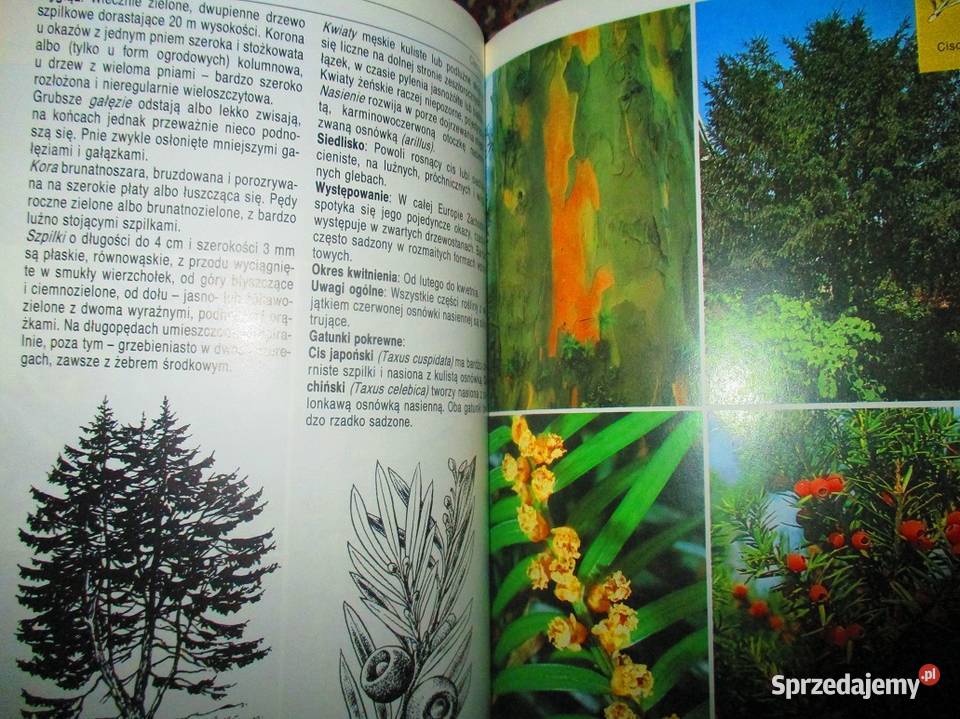 Leksykony przyrodnicze przyroda rośliny zioła Łódź