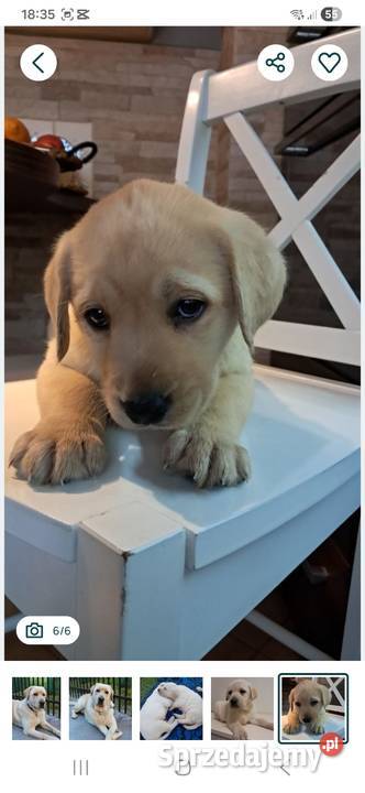 Labrador retriever reproduktor Labrador Tarnów