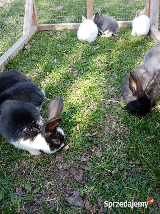 Króliki lubelskie Kiełczewice Maryjskie