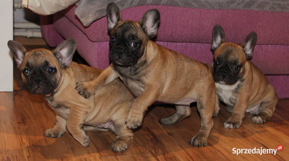 Buldog Francuski szczeniaki opolskie Kędzierzyn-Koźle