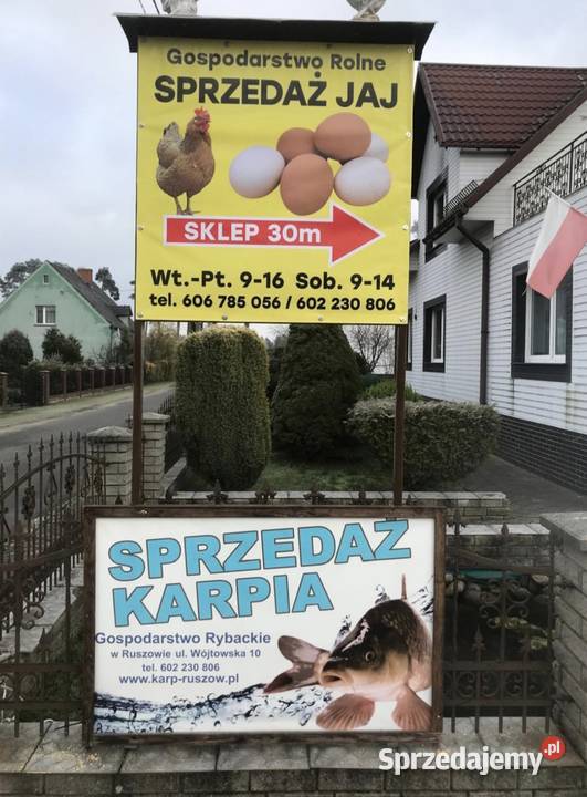 Karp sprzedaż Wrocław