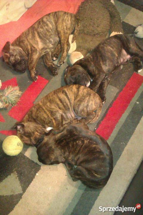 szczeniaki bokser wielkopolskie