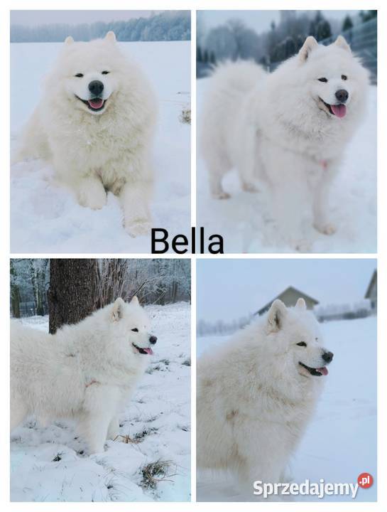 Samoyed piesek 11 miesięcy